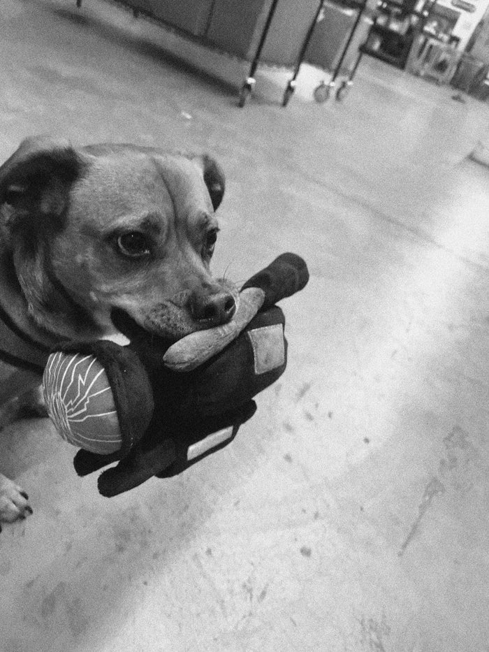 HPX Dog Sitter Plushie